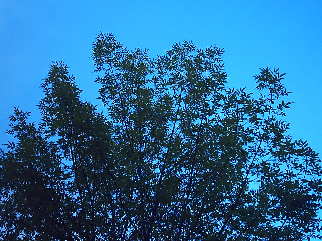 Cielo 0002