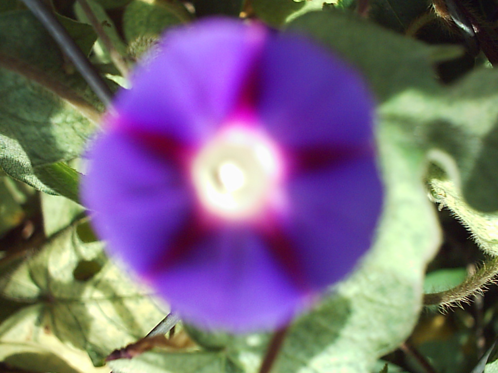 Flore de Luz 1