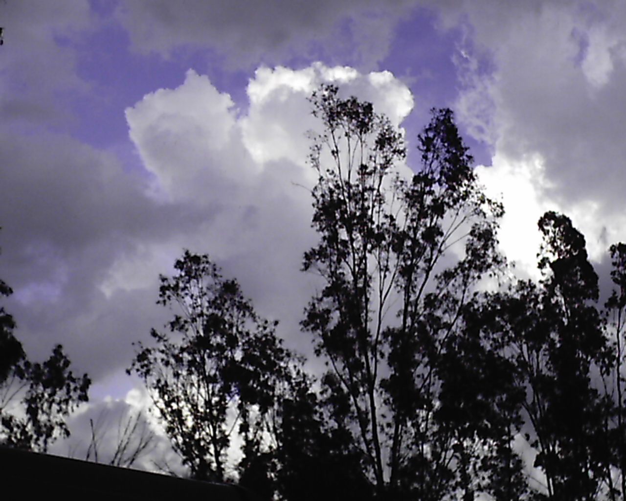 Ramas y Nubes 0001