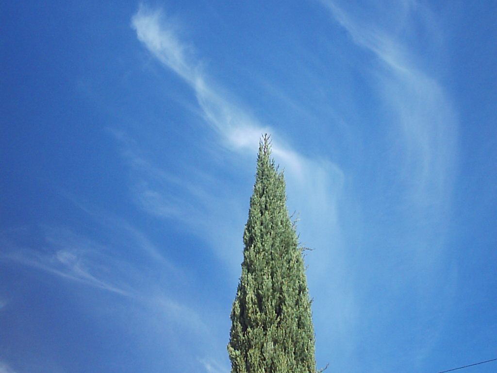 árbol que dibuja